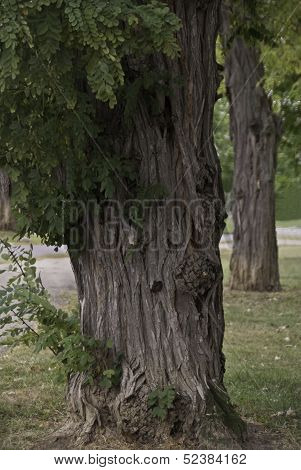 Grnaled Tree Trunks