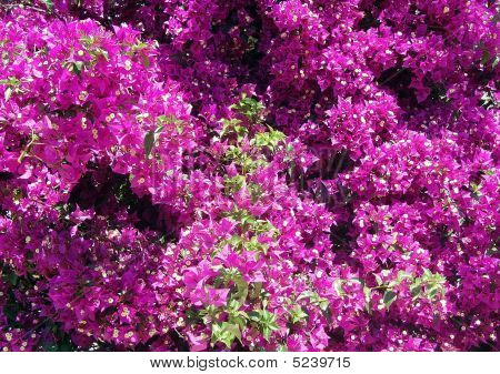 Violetit kukat