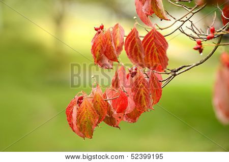 Flowering dogwood tree branch with selective focus