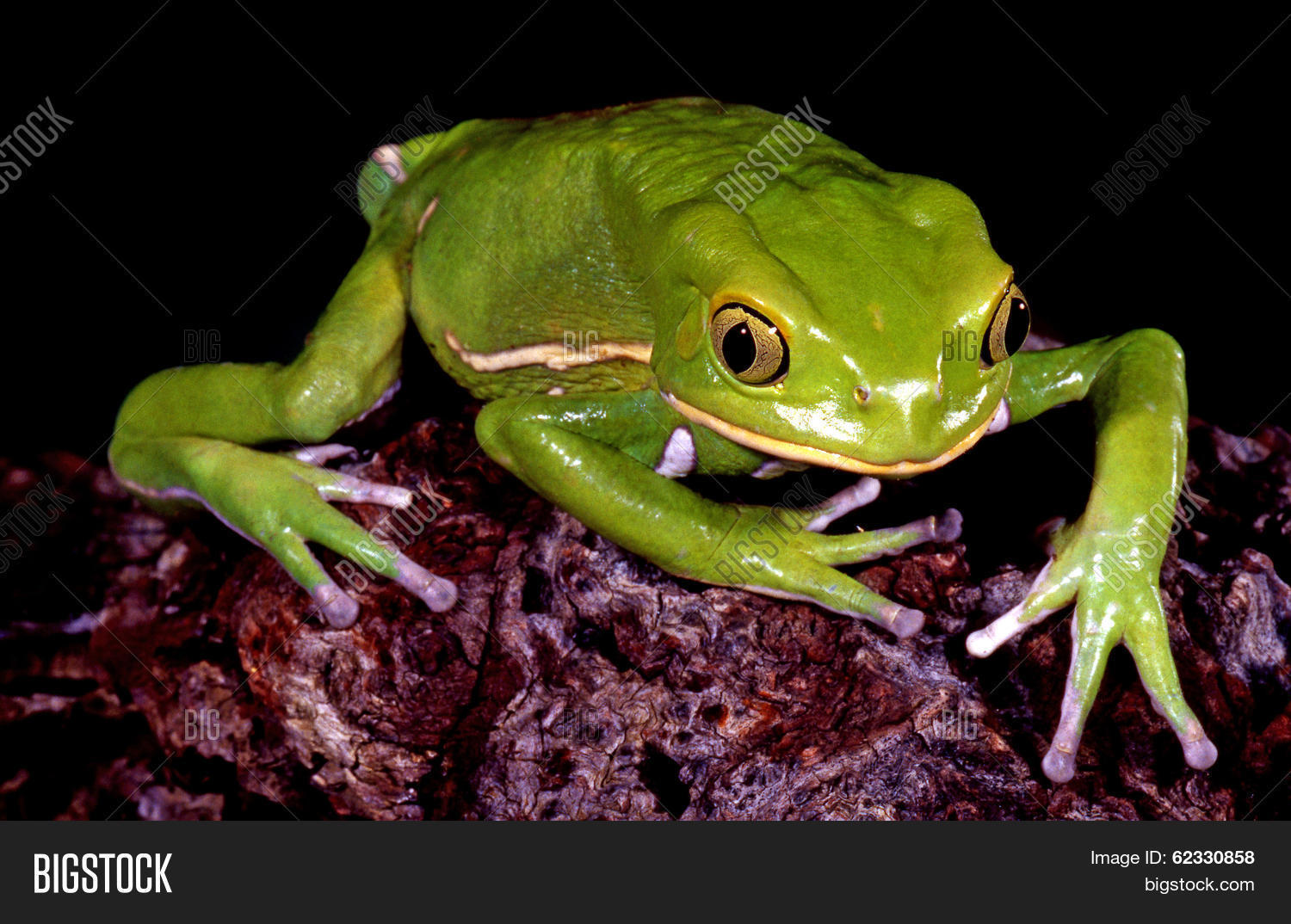 Жаба обезьяна. Горилла и макака. Чакская филломедуза. Лягушка филломедуза. Жаба обезьяна.