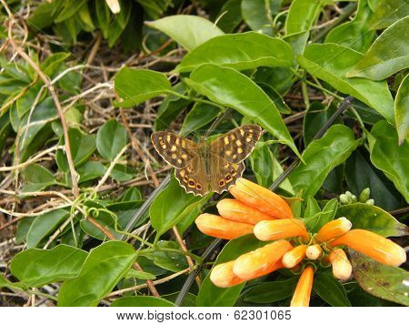 Canary Speckled Wood Butterfly