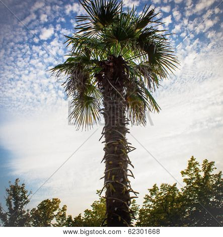 southern palm against the blue sky