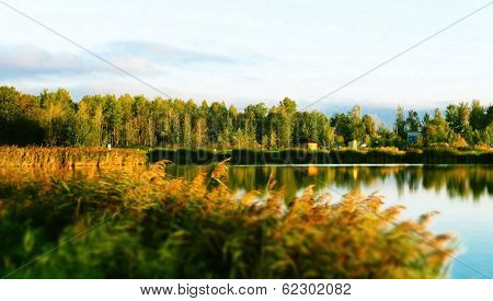 pond surrounded by woods