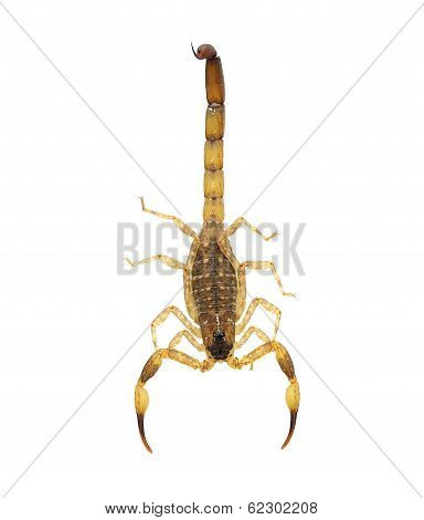 Scorpion  Isolated On White. No Shadow