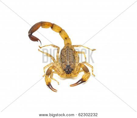 Scorpion  Isolated On White Background
