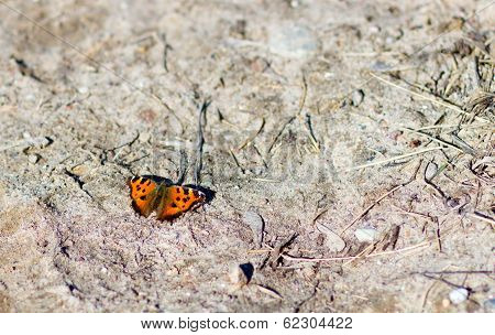 colorful butterfly sitting on the ground