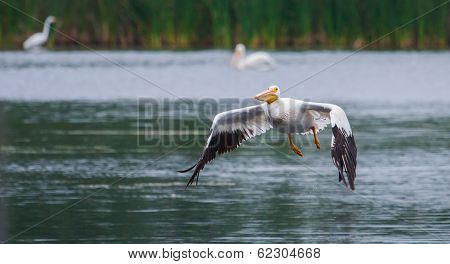 White Pelican (pelecanus Erythrorhynchos) In Flight