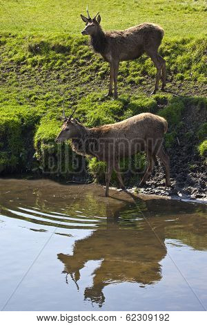 Deer In Richmond Park