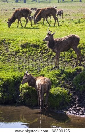 Deer In Richmond Park