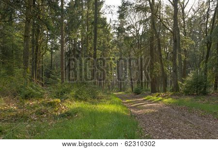Path through a pine forest in spring