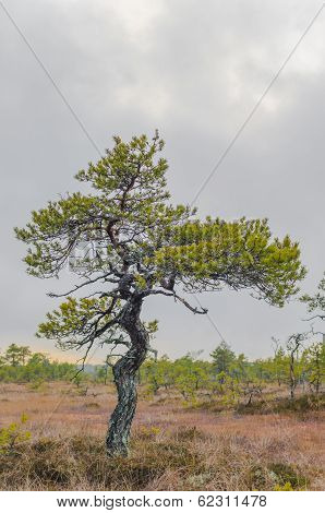 Old Bog Pine