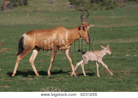 Mamá y bebé Hartebeest rojo antílope
