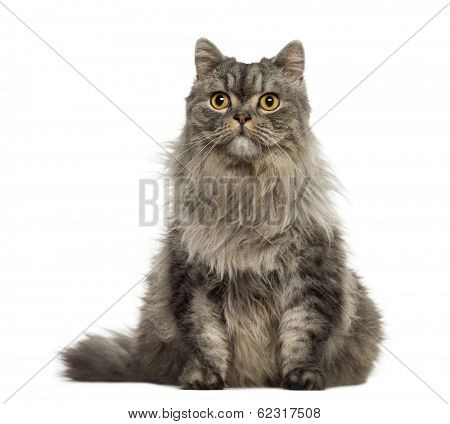 Turkish Angora sitting and looking away