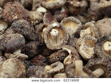 Dried Shiitake Mushrooms