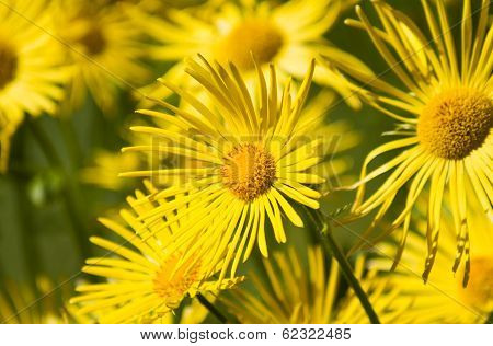 Yellow Flower