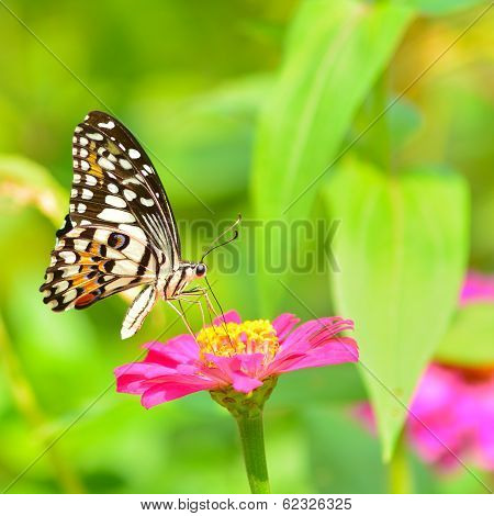 Butterfly On Flower