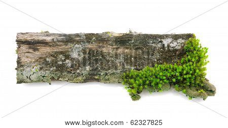 Moss On A Wooden Stump Isolated On White Background