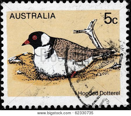 Hooded Dotterel Stamp