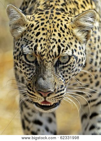 Leopard