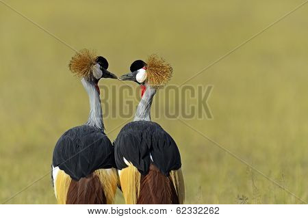 Crowned Crane