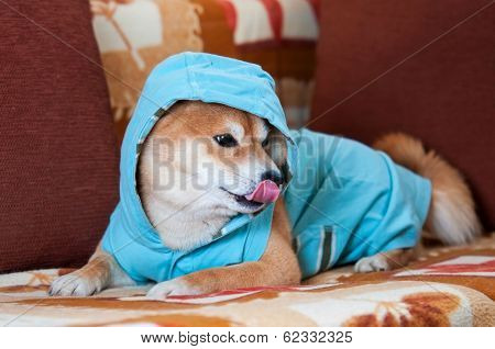Happy Shiba Inu Dog With Blue Jacket On Bed