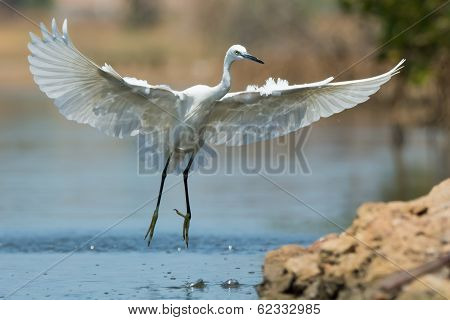 A White Morph Western Reef Heron Coming In A For A Landing
