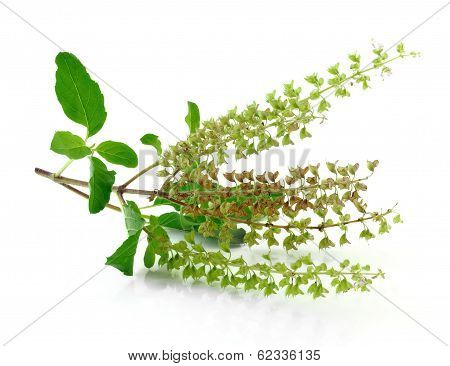 Basil Flower