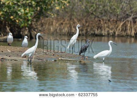 Four Western Reef Herons (three Of Them White Morph) And Two Gulls