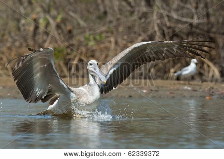 Pink-backed Pelican Making A Lunge For Fish