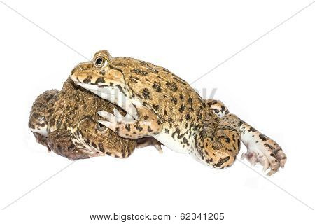Frog On A White Background