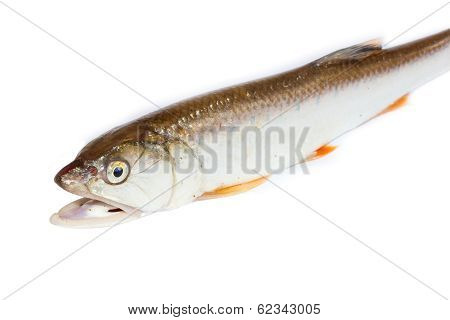 Freshwater White Background