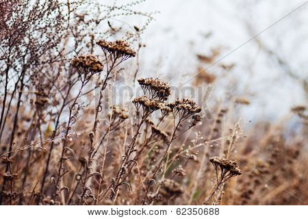 Wild flowers in a meadow