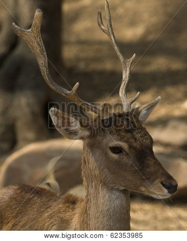 Young Iberian Deer