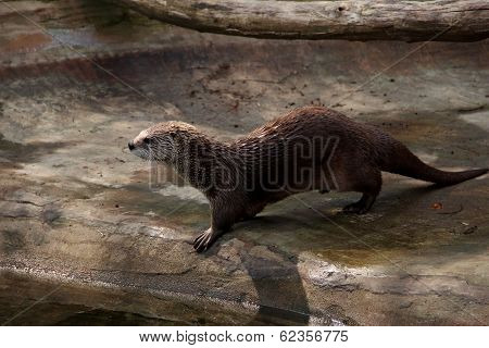 Otter