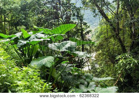 Giant taro plant in lush jungle, Batad, Philippines