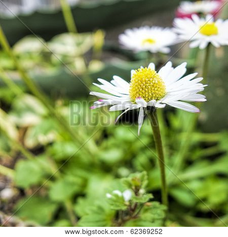 White Daisy