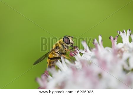 Myathropa Florea