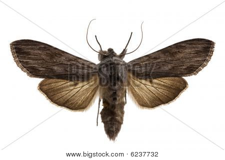 Žralok Moth