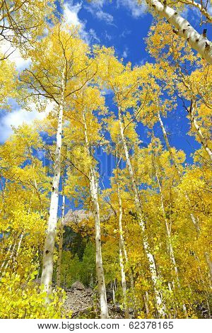 Autumn Foliage: Aspen Trees in Fall Colors