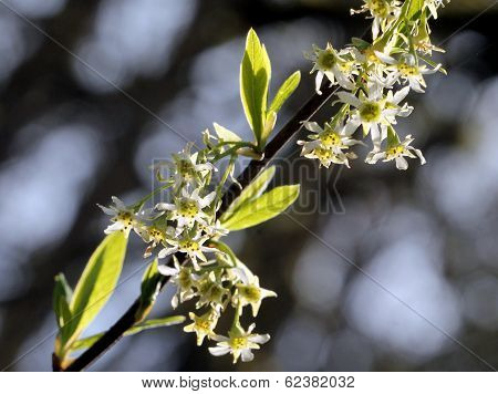 Indian Plum Flowers
