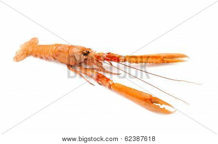 Shellfish