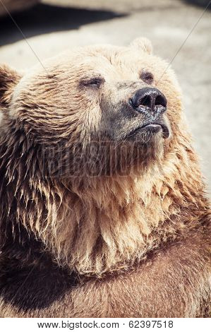 Posing Brown Bear