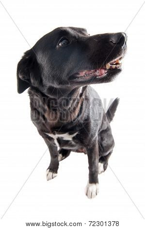 Dog Waiting For A Treat