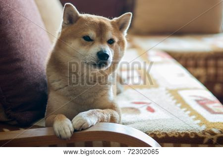 Dog On Couch