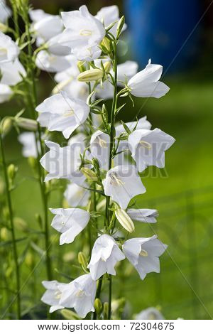Campanula or canterbury bells flowers in garden