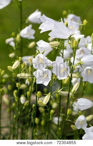 Campanula or canterbury bells flowers in garden