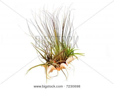 Airplant i en snäcka