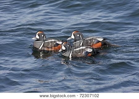 Harlequin Ducks