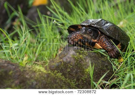 Wood Turtle