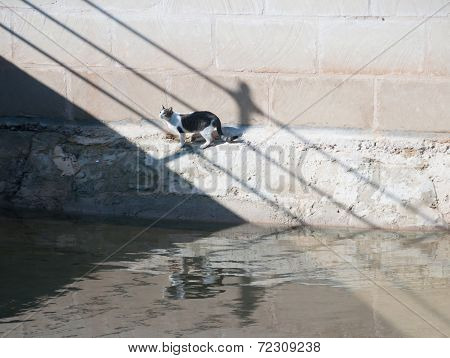 Cat By The River